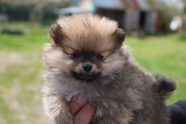 Spitz allemand - Des Dragons Maya