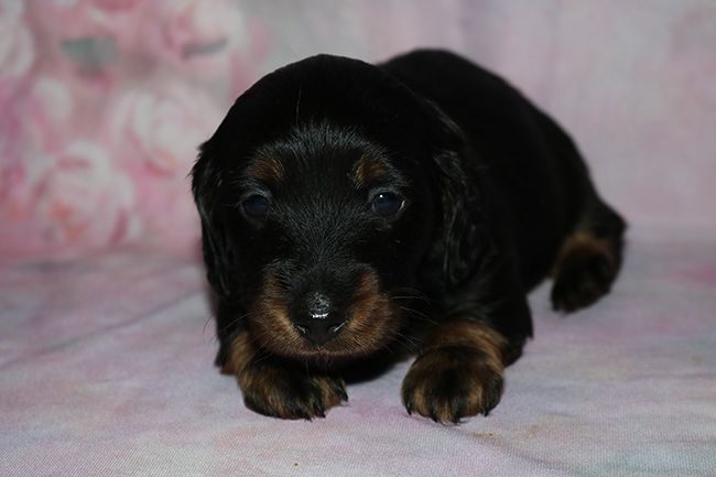 Teckel poil long - male noir et feu poil long nain ou kaninchen lof parents testes - Des Dragons Maya