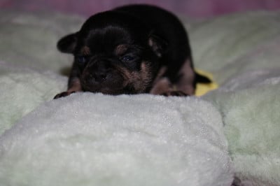 Les chiots de Chihuahua