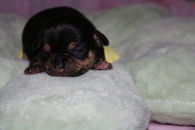 Les chiots de Chihuahua