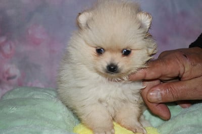 Les chiots de Spitz allemand