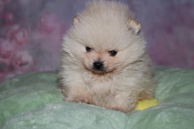 Les chiots de Spitz allemand