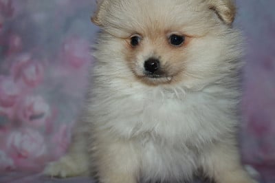 Les chiots de Spitz allemand