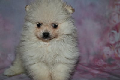 Les chiots de Spitz allemand