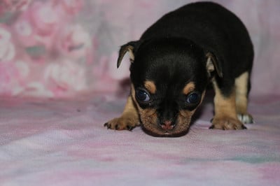 Les chiots de Chihuahua