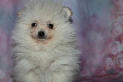 Les chiots de Spitz allemand