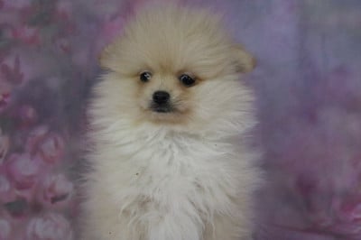 Les chiots de Spitz allemand