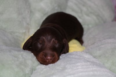 M1 - Teckel poil long