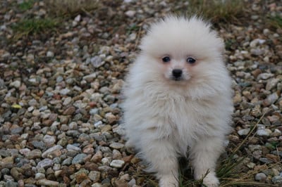 Les chiots de Spitz allemand