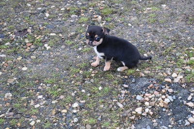 Les chiots de Chihuahua