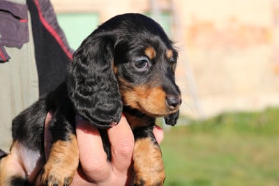 Les chiots de Teckel poil long