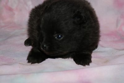 Les chiots de Spitz allemand