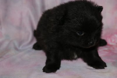 Les chiots de Spitz allemand