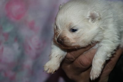 Les chiots de Spitz allemand