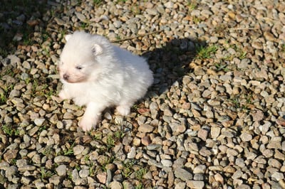 Les chiots de Spitz allemand