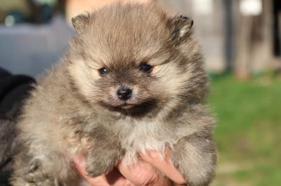 Les chiots de Spitz allemand