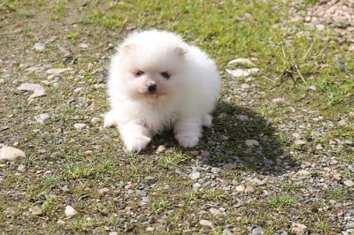 Les chiots de Spitz allemand