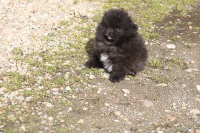 Les chiots de Spitz allemand