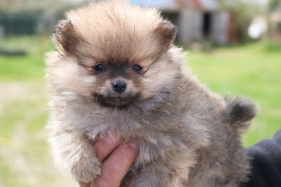 Les chiots de Spitz allemand