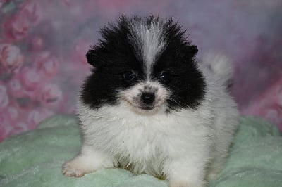 Les chiots de Spitz allemand