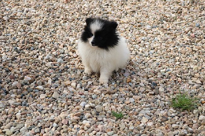 Les chiots de Spitz allemand