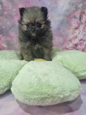 Les chiots de Spitz allemand