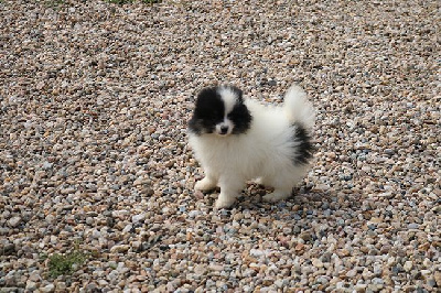 Les chiots de Spitz allemand