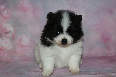 Les chiots de Spitz allemand