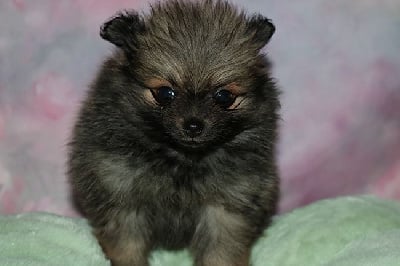 Les chiots de Spitz allemand