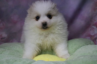 Les chiots de Spitz allemand