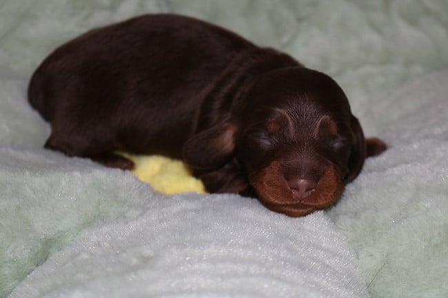 Teckel poil long - Des Dragons Maya