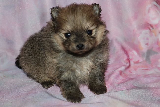 Spitz allemand - Des Dragons Maya