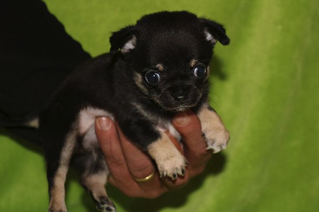 Chiot Chihuahua Noir Et Feu Mâle Disponible En Centre Val De Loire 