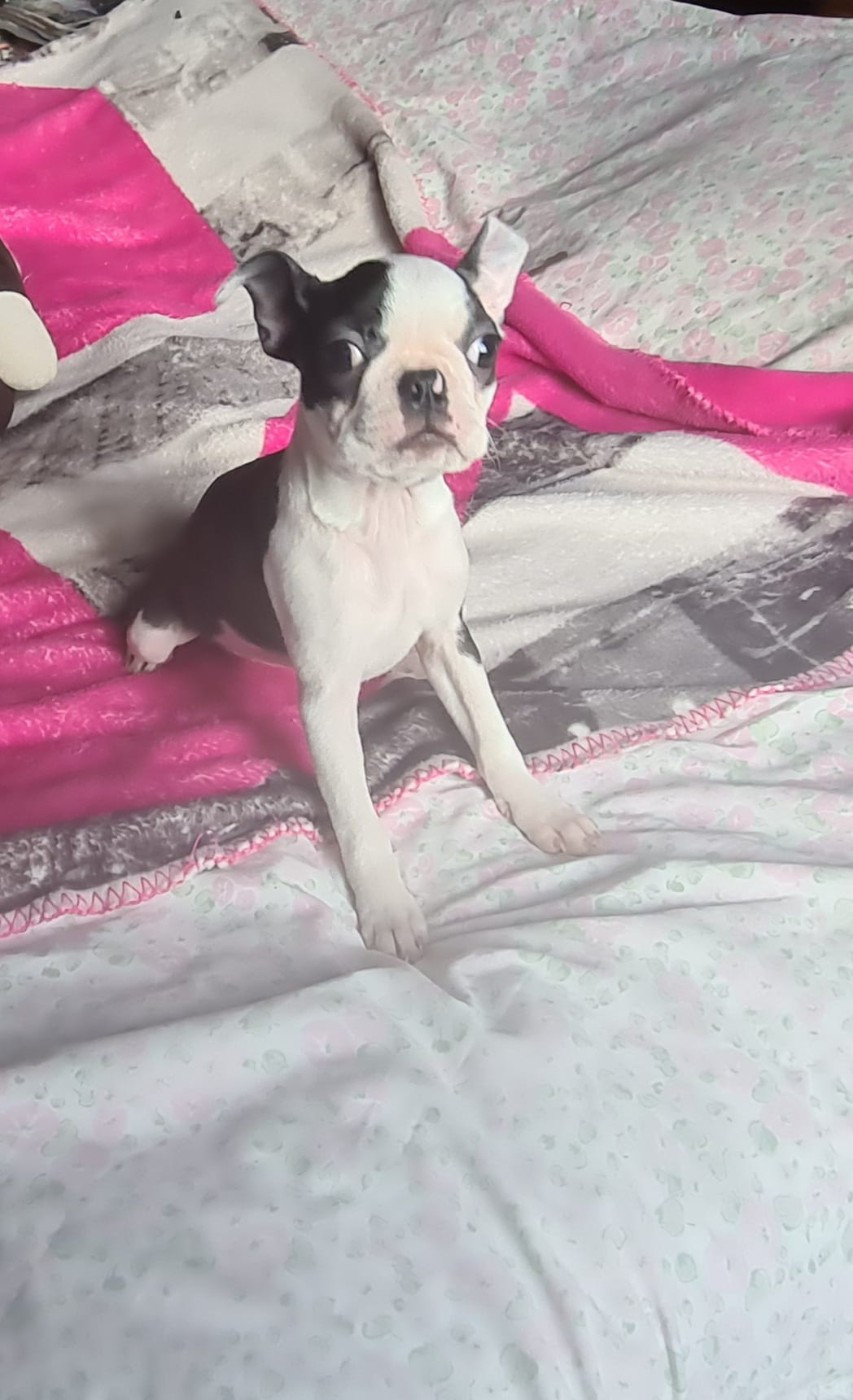 Boston Terrier - d'oclair des loups