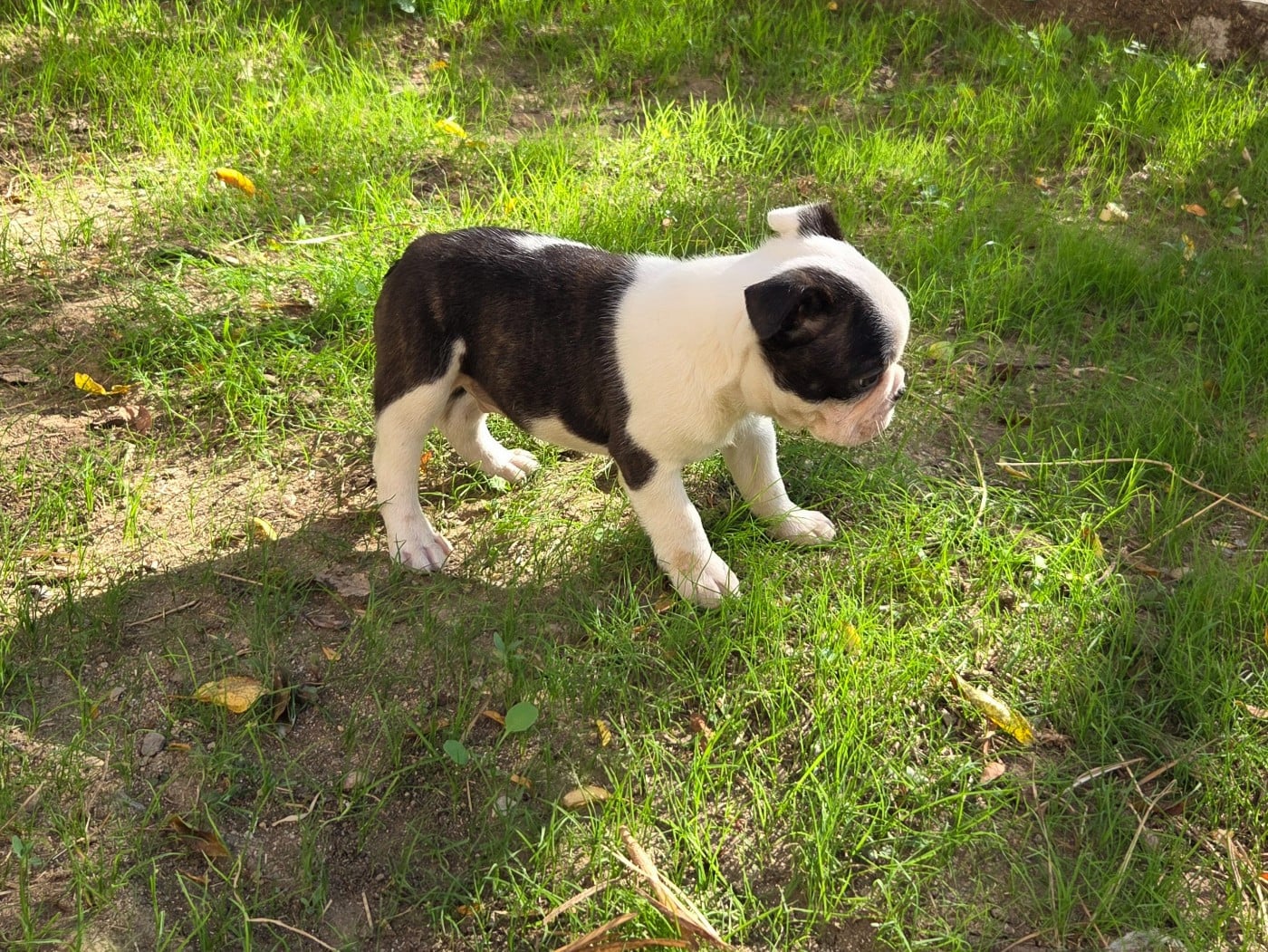 Boston Terrier - d'oclair des loups