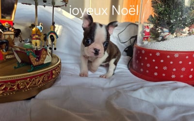 Les chiots de Boston Terrier