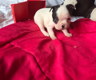 Les chiots de Boston Terrier