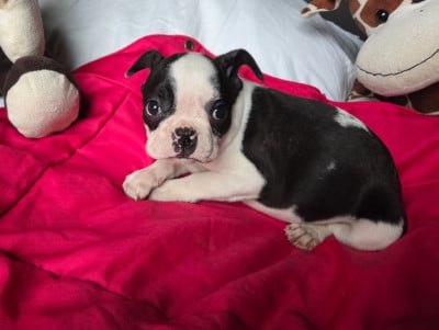 Les chiots de Boston Terrier