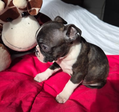 Les chiots de Boston Terrier