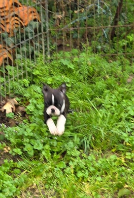 Les chiots de Boston Terrier