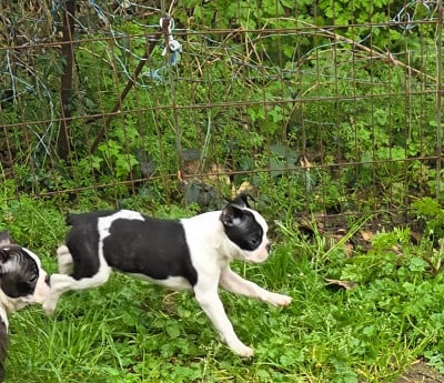 Les chiots de Boston Terrier