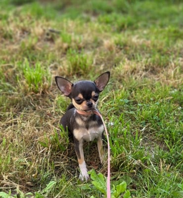 Les chiots de Chihuahua