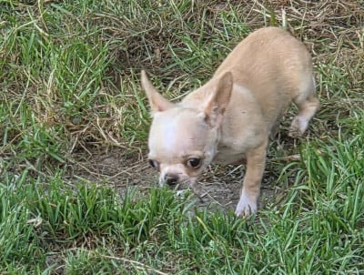Les chiots de Chihuahua
