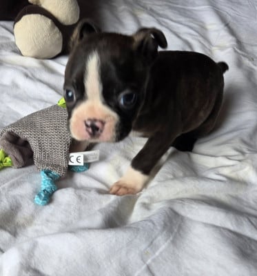 Chiot N°1 - Boston Terrier