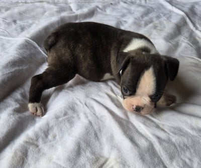 Chiot N°2 - Boston Terrier