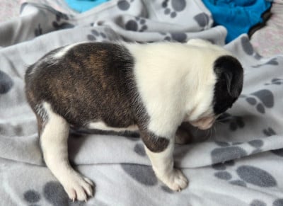 Les chiots de Boston Terrier