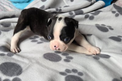 Les chiots de Boston Terrier