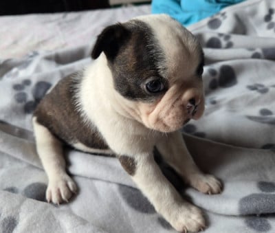 Les chiots de Boston Terrier