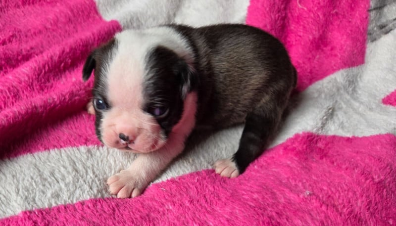 Boston Terrier - d'oclair des loups