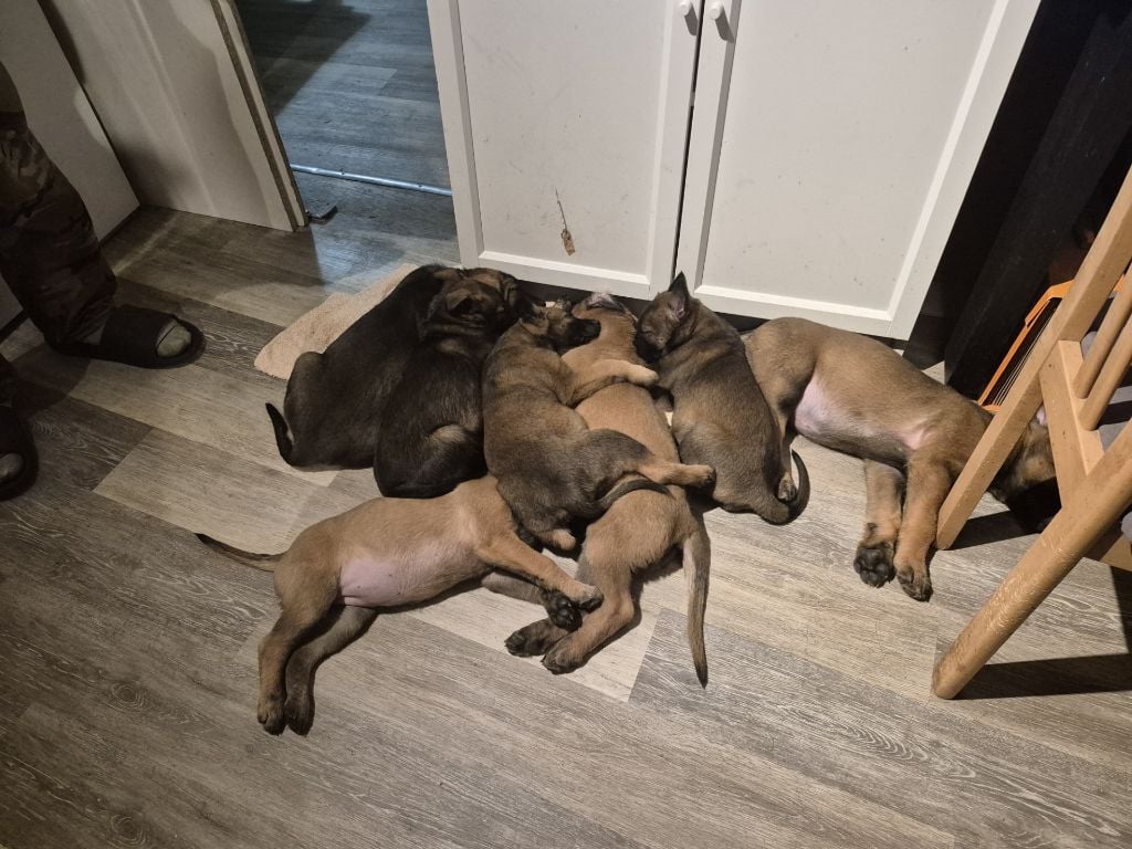 Berger Belge - Du Prince Royal